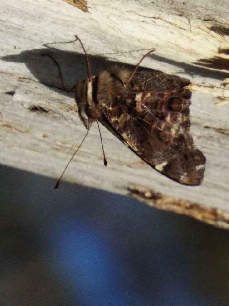 Altra farfalla australiana: Vanessa itea